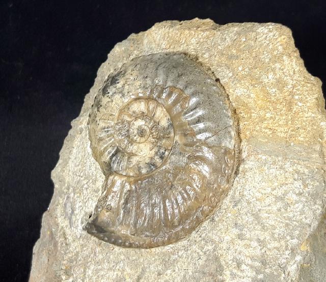 Amaltheus (Amaltheus) margaritatus DE MONTFORT 1808 - Bild © FossNet FossilienStore